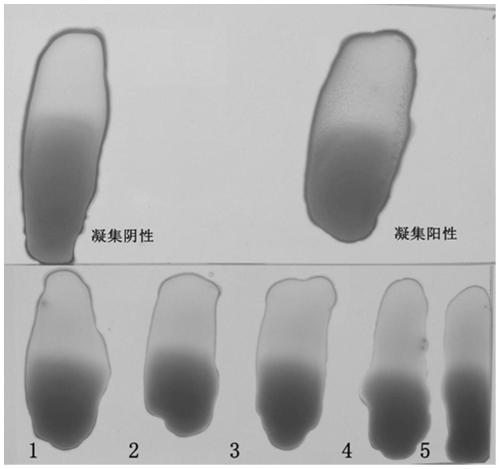 Generic inert carrier salmonella and potential application thereof