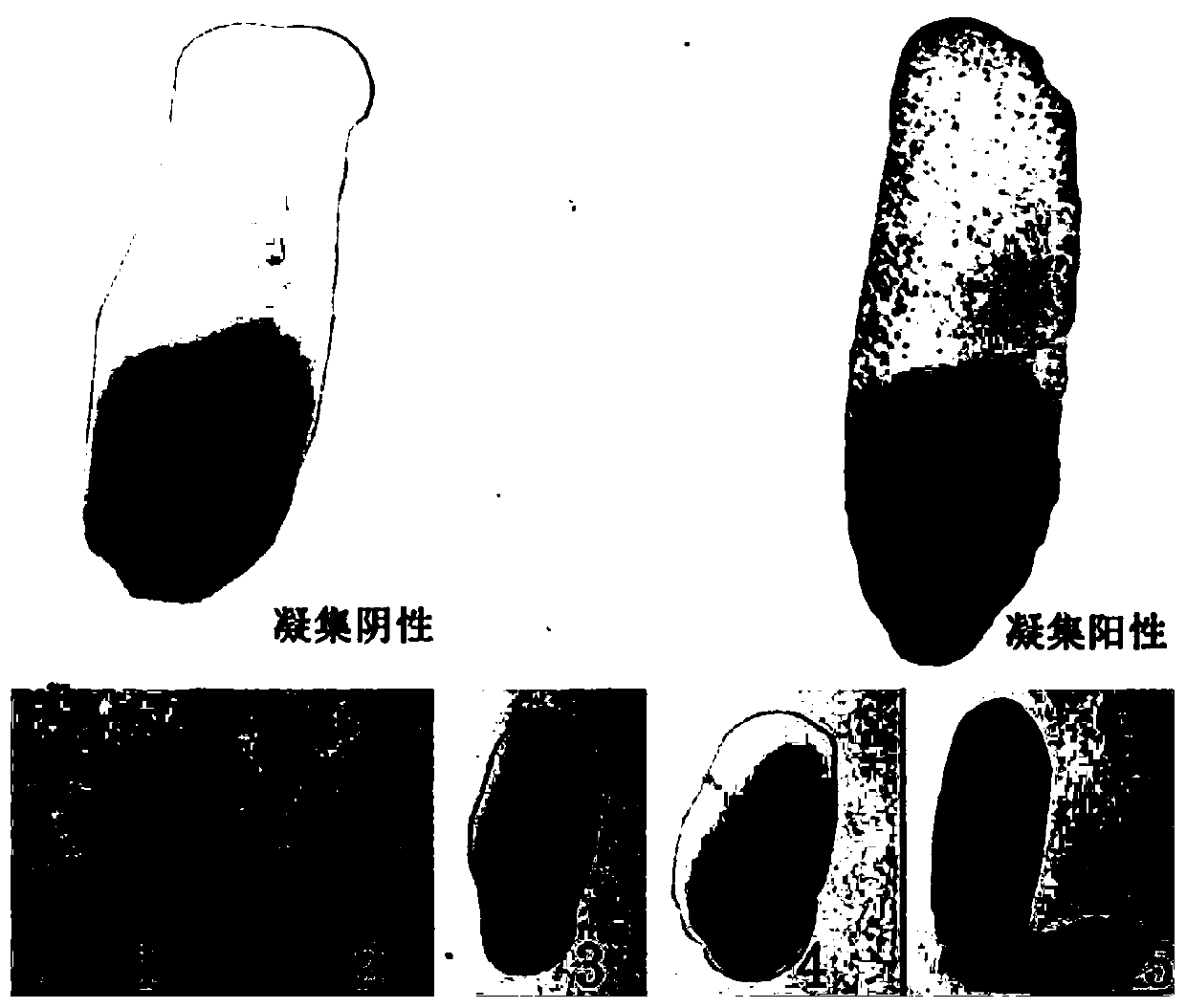 Generic inert carrier salmonella and potential application thereof