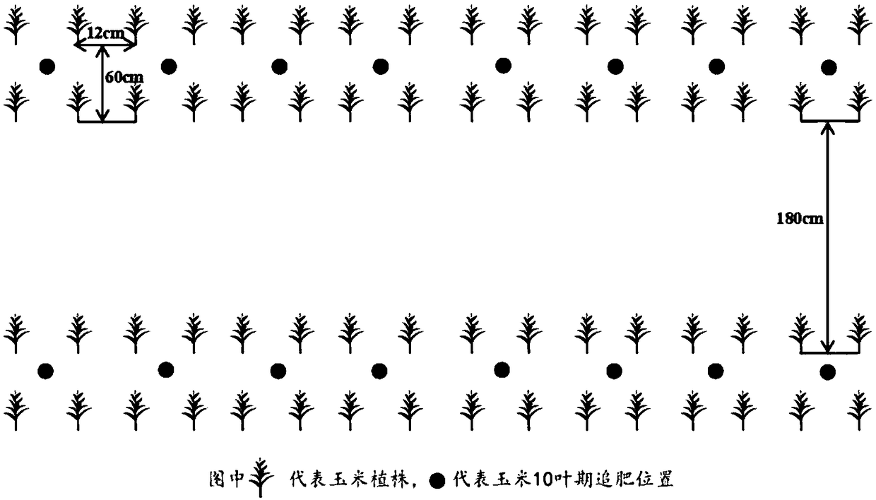 Cultivation method for intercropping ciliate desert-grass and corn through recycling