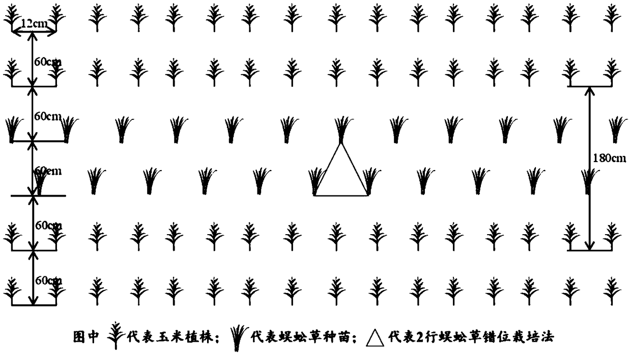 Cultivation method for intercropping ciliate desert-grass and corn through recycling