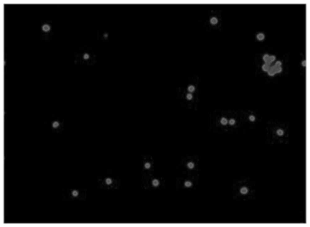 Cell killing efficacy detection method and application thereof