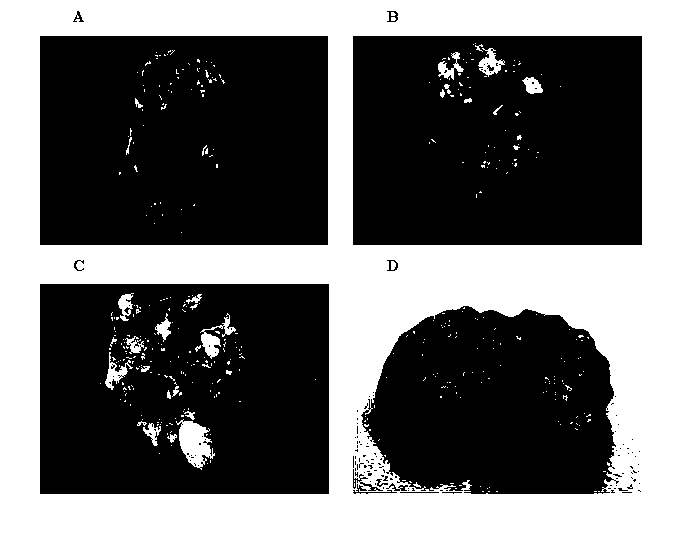 In-situ bladder cancer animal model and identification method