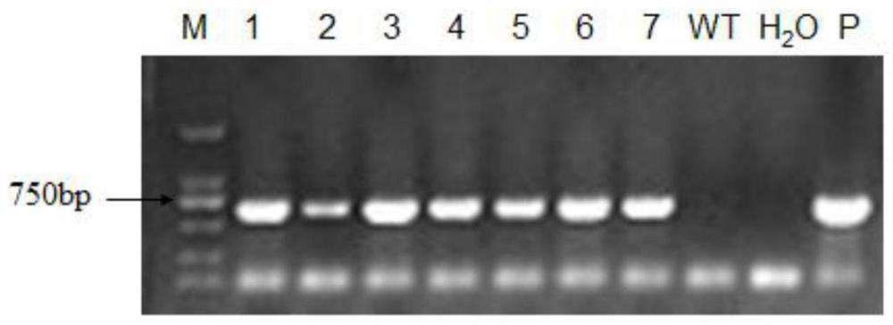 Application of a Myb-like transcription factor mtmyb1 from Medicago truncatula