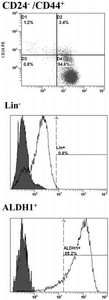 Two breast cancer stem cell lines capable of being stably cultured and keeping original characteristics, separation method and uses thereof