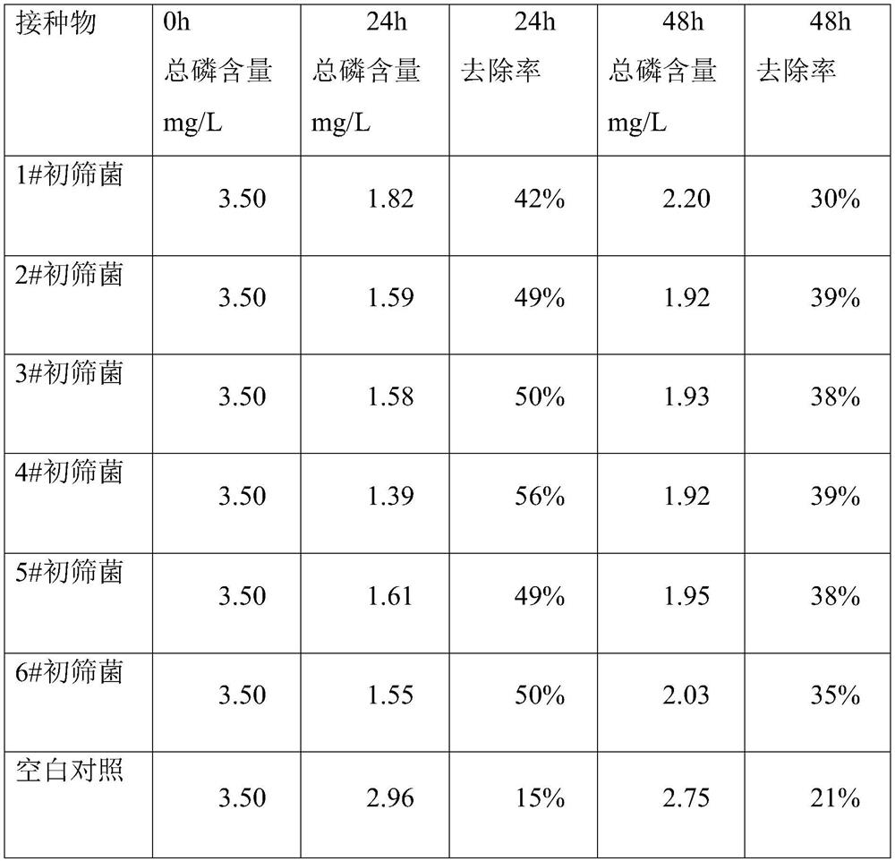 Acinetobacter cl04 and its application in the treatment of phosphorus removal in village and town sewage