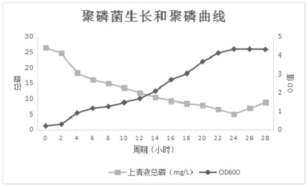 Acinetobacter cl04 and its application in the treatment of phosphorus removal in village and town sewage