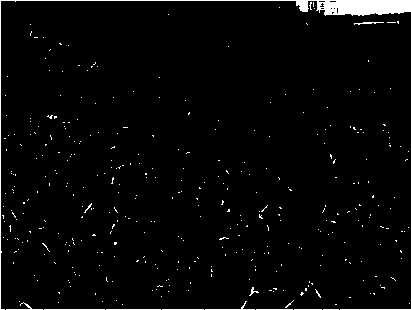 Uniform grid positioning seed sowing method based on crop ecology experiment