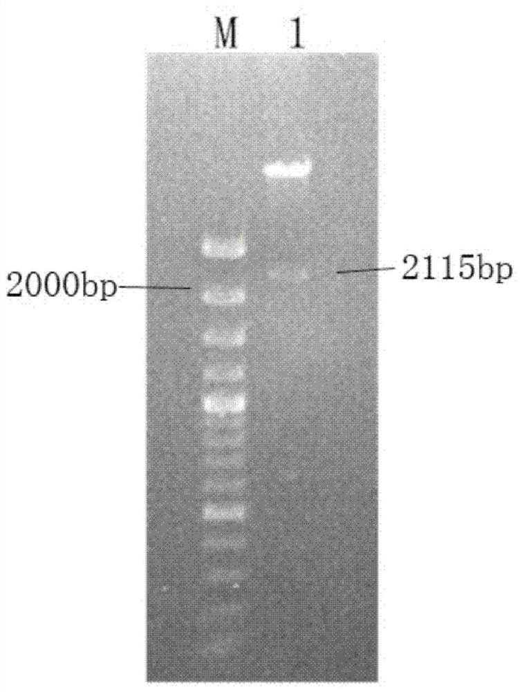 Polysaccharogenic metastase MDOH gene and its application