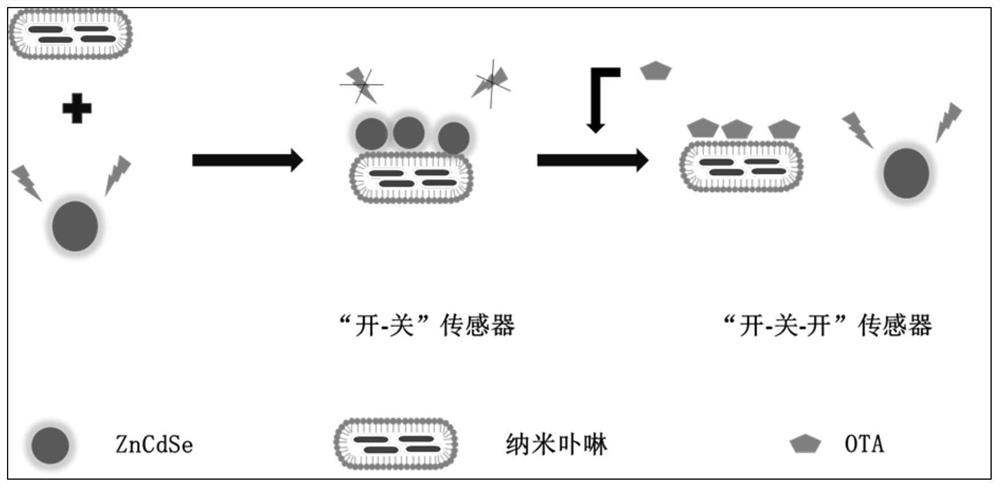 Preparation method and application of a fluorescent sensor for detecting ochratoxin a