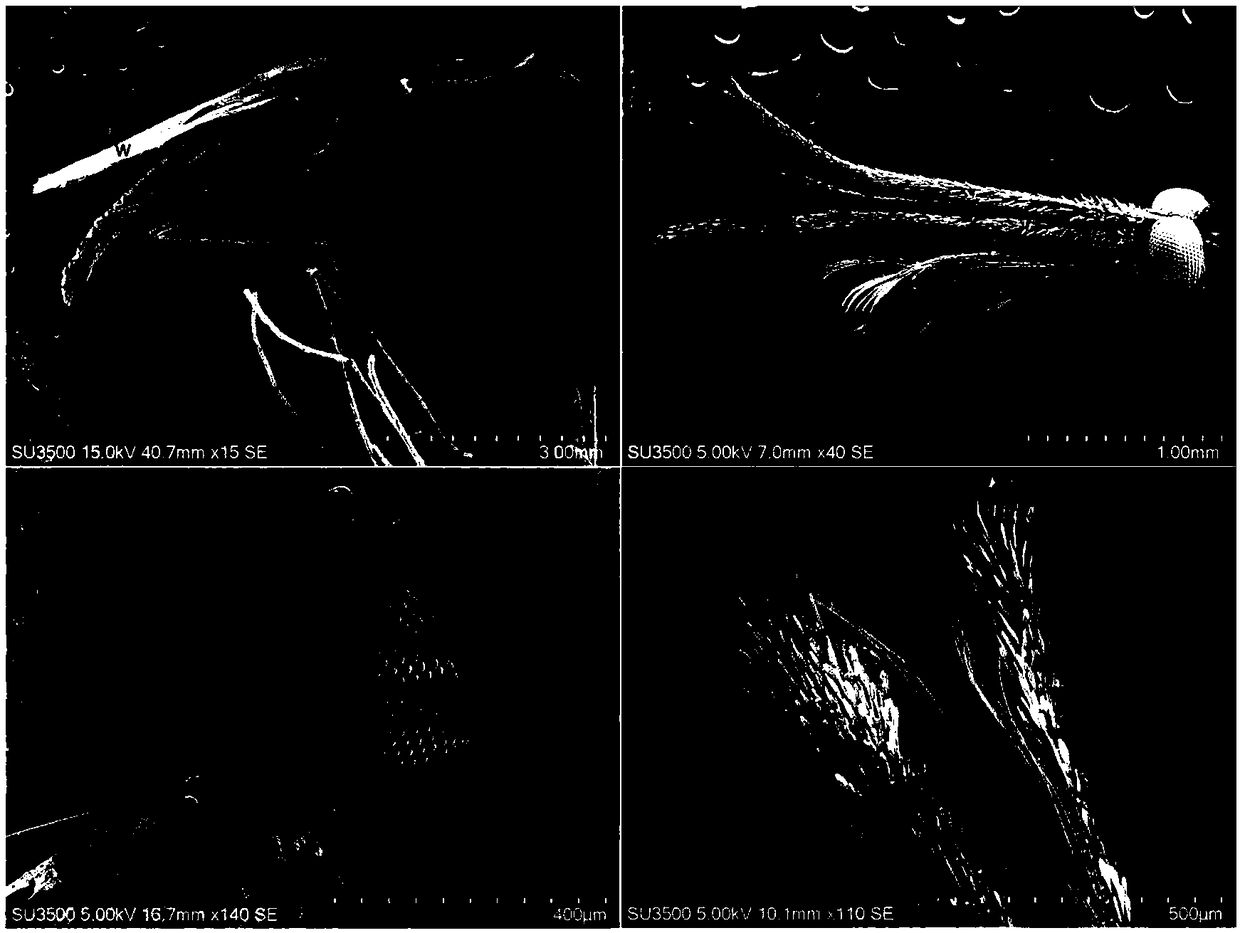 Sample preparation method for electron microscope scanning