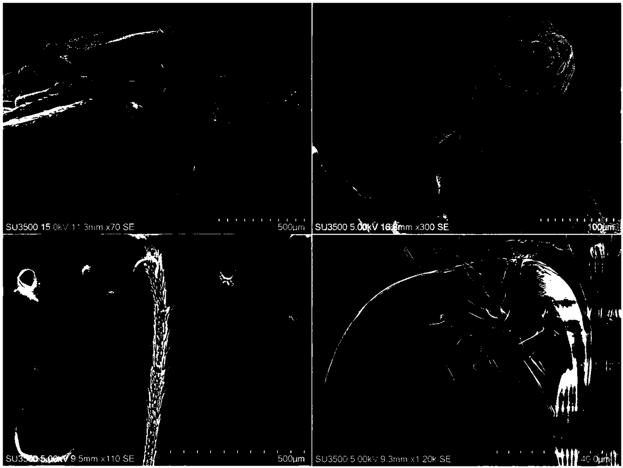 Sample preparation method for electron microscope scanning