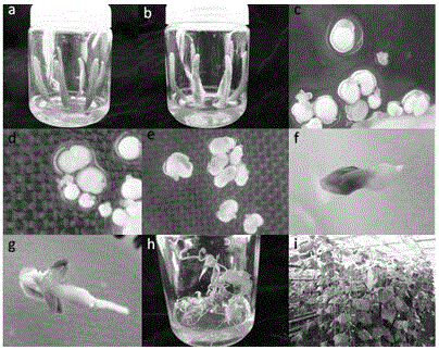 A method for obtaining regenerated cucumber plants by inducing gynogenesis through culture of unfertilized ovules