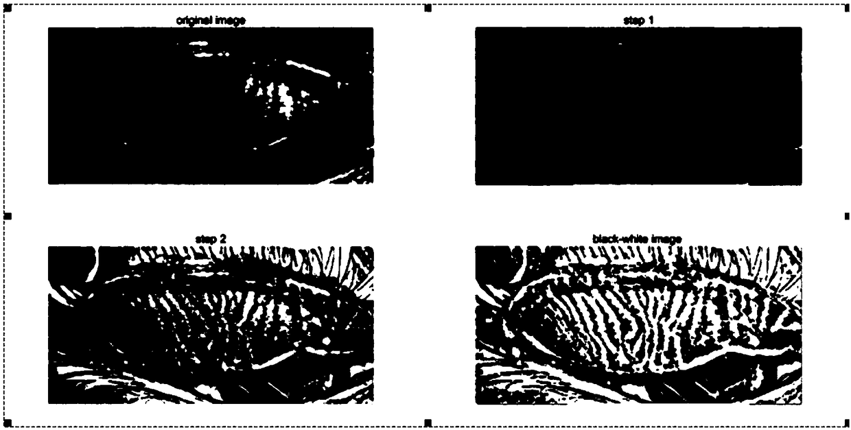 A method for quantitatively analyzing the shape and area of meibomian gland with MATLAB