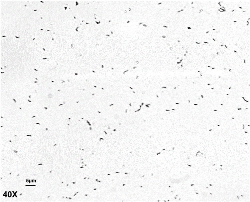 Constitutive mannase producing Bacillus alcalophilus NTT33C6 and application thereof