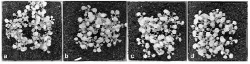 Novel method for inhibiting arabidopsis thaliana living nutritional type oomycete downy mildew infection based on small RNAs