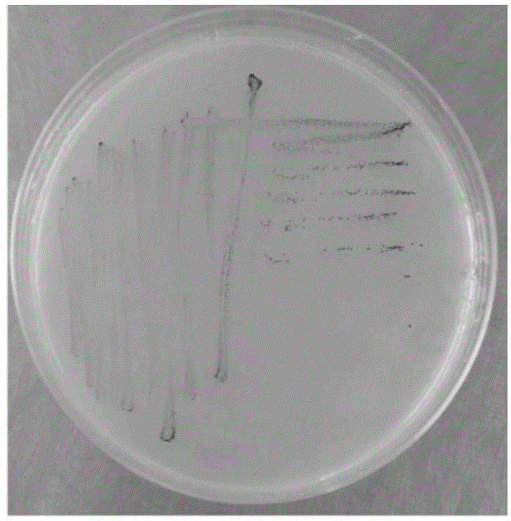 Photosynthetic bacteria microbial ecosystem for aquiculture and application thereof