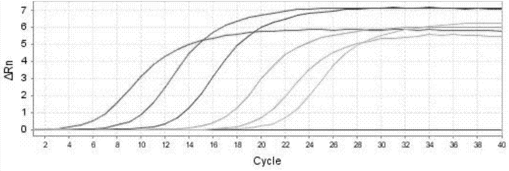 Real-time fluorescent quantitative identification method of Tilletia controversa Kuhn, and kit thereof