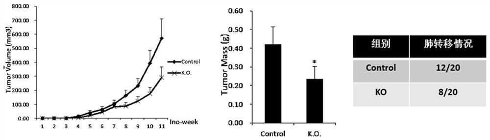 Angelica gigas Nakai extract as well as preparation method and application thereof