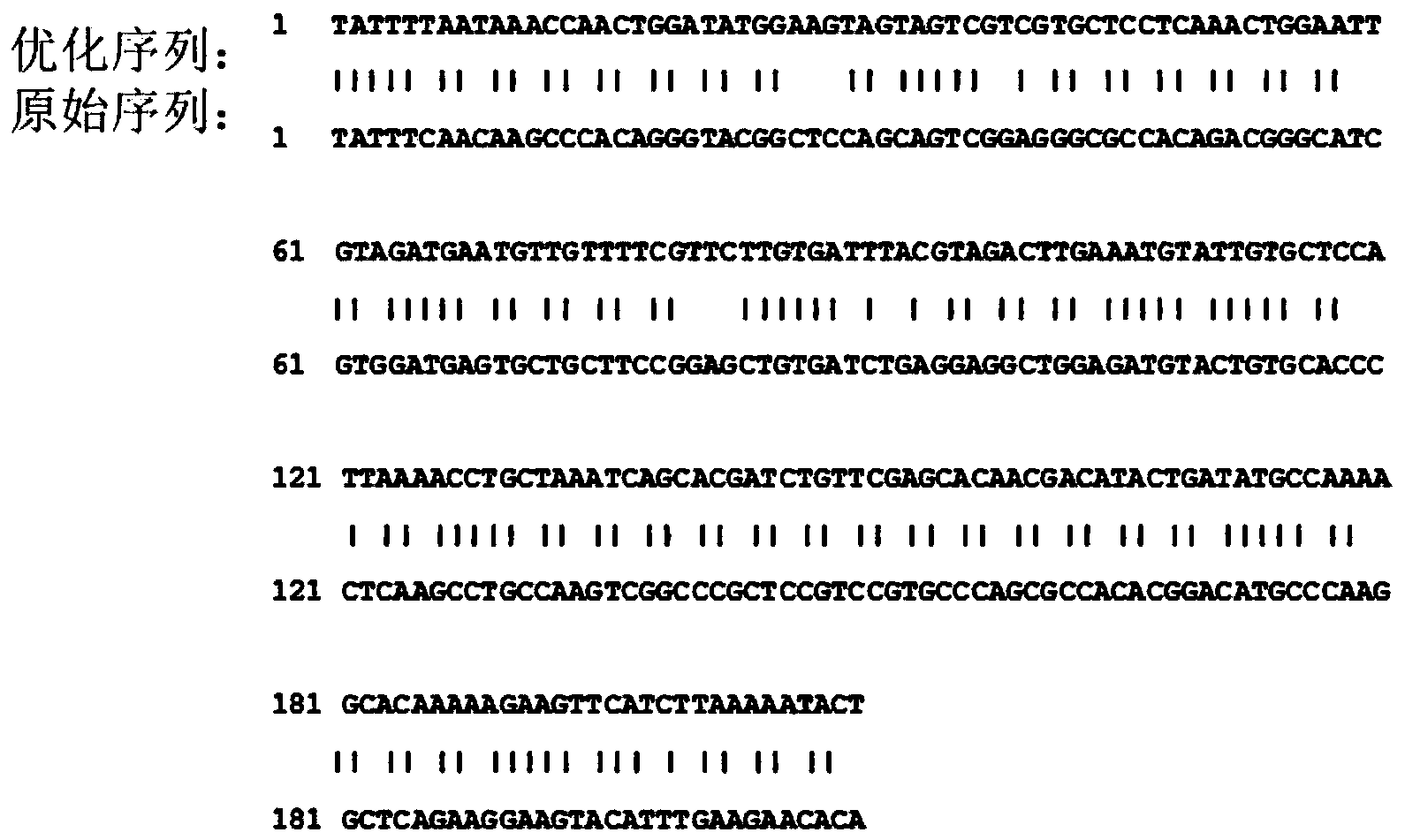 Recombinant lactobacillus of insulin-like growth factor and application thereof