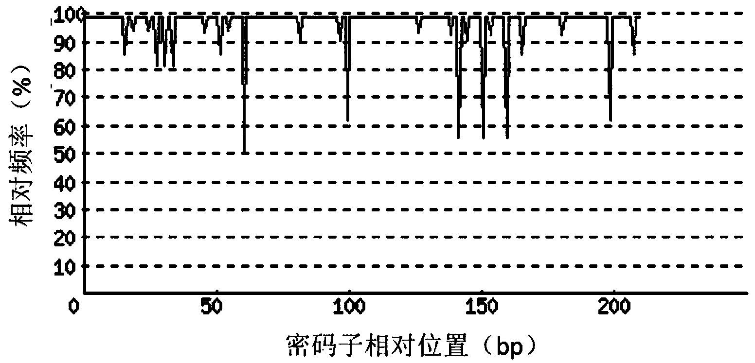 Recombinant lactobacillus of insulin-like growth factor and application thereof