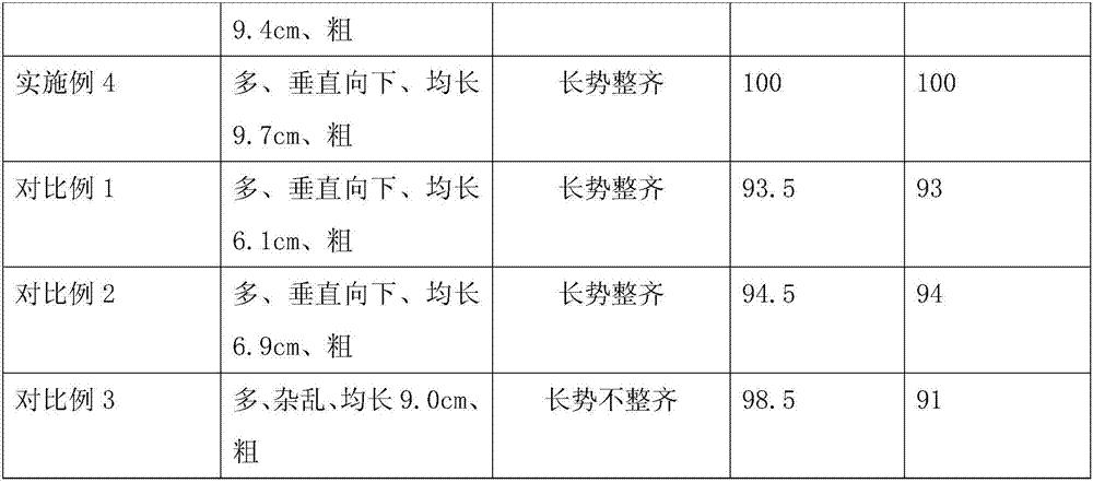 Method of Brazilian ginseng cutting seedling