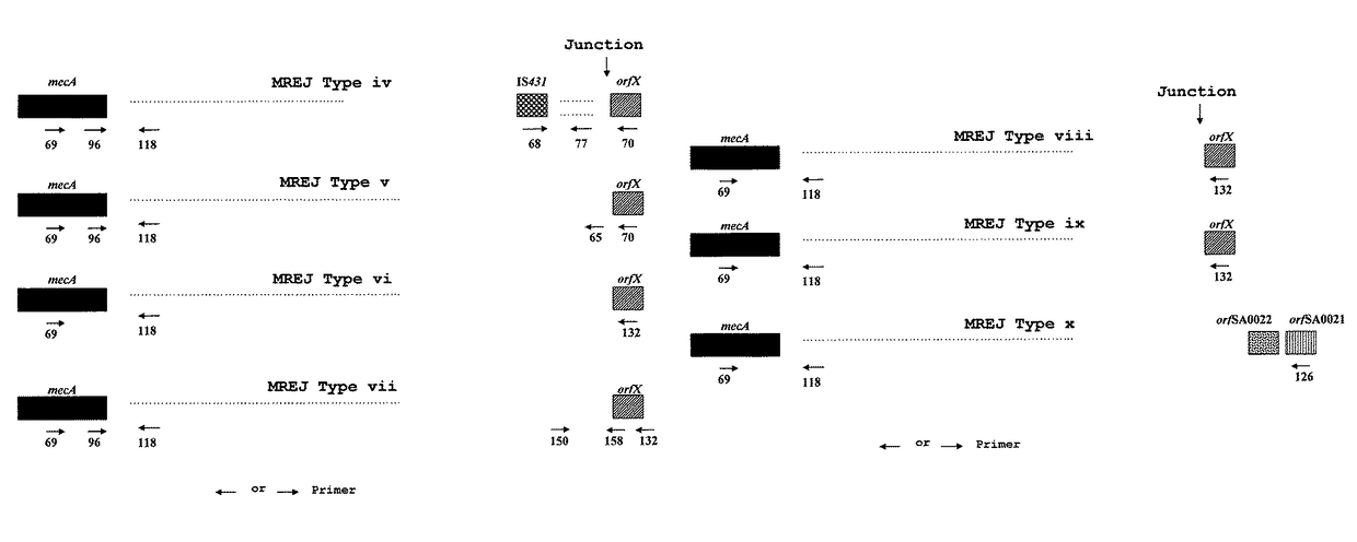 Method for the detection and identification of methicillin-resistant <i>Staphylococcus aureus</i>