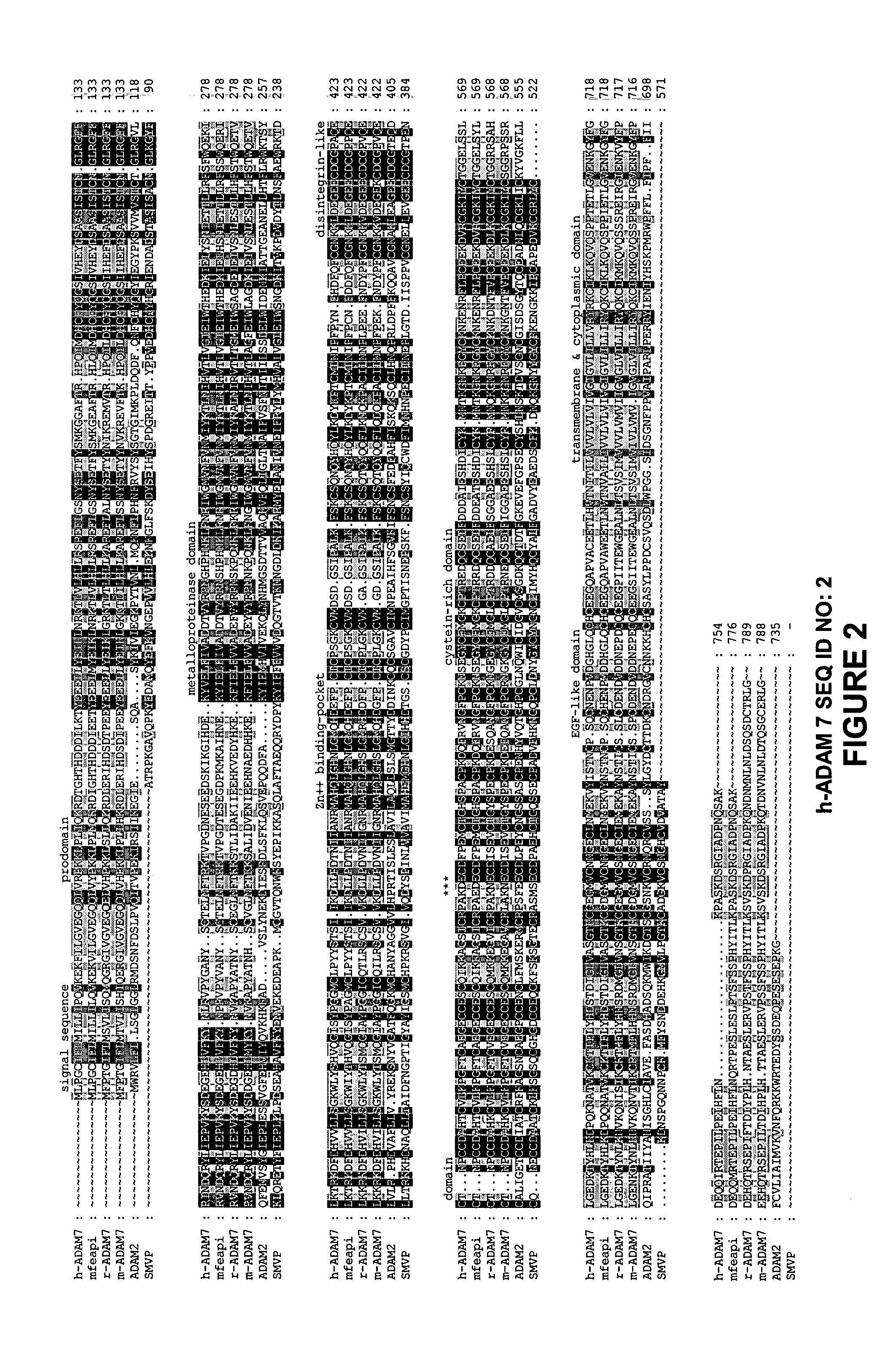 Nucleic acid molecules and polypeptides related to h-ADAM7