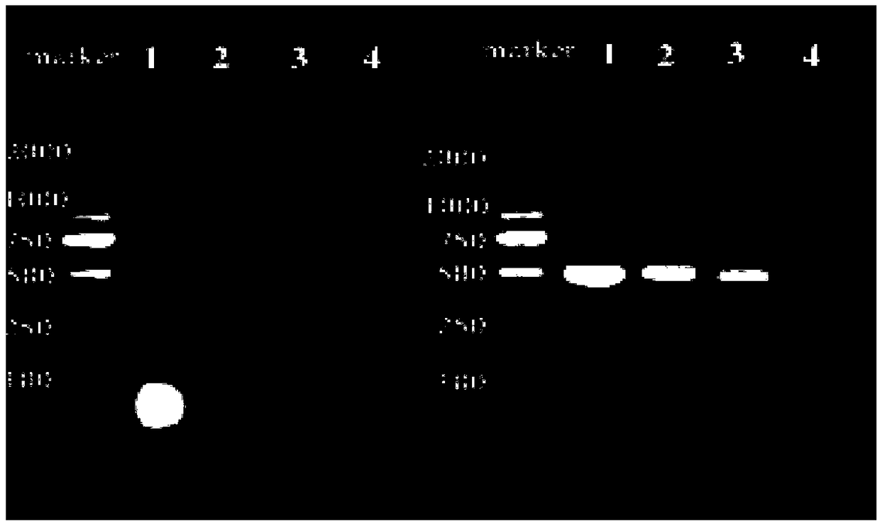 Method for extracting agilawood high-quality DNA