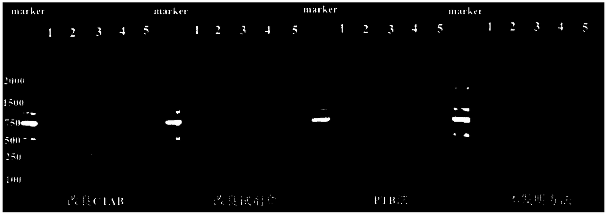 Method for extracting agilawood high-quality DNA