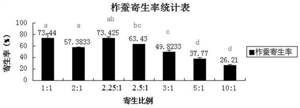 Method for indoor breeding of trichogramma dendrolimus by using bombyx batryticatus eggs