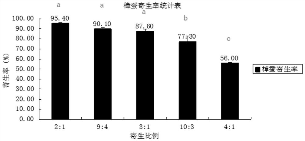 Method for indoor breeding of trichogramma dendrolimus by using bombyx batryticatus eggs