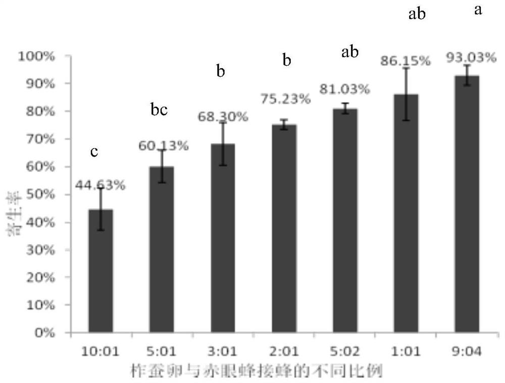 Method for indoor breeding of trichogramma dendrolimus by using bombyx batryticatus eggs