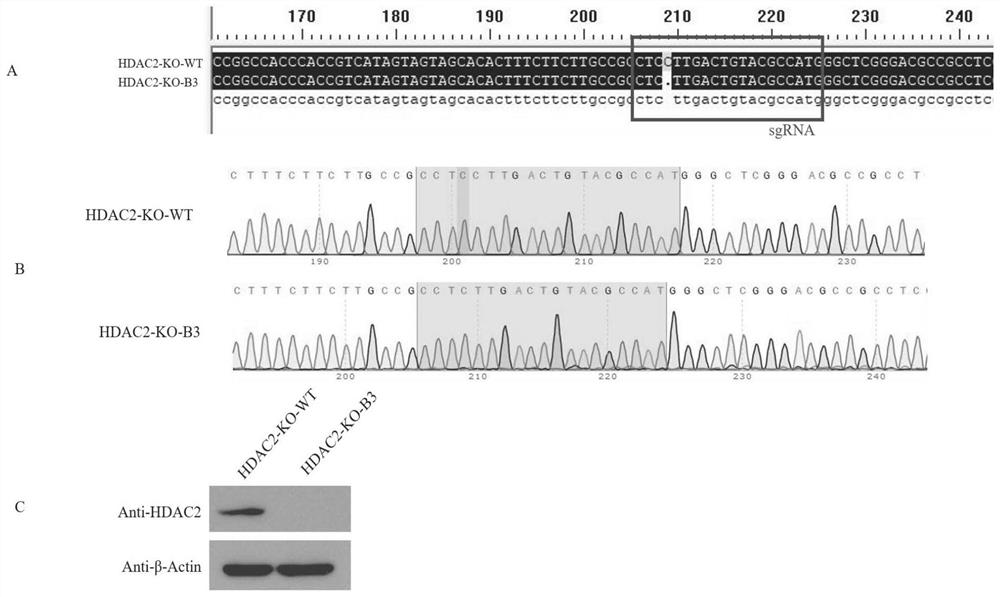 HDAC2 gene knockout BHK-21 cell line as well as construction method and application thereof