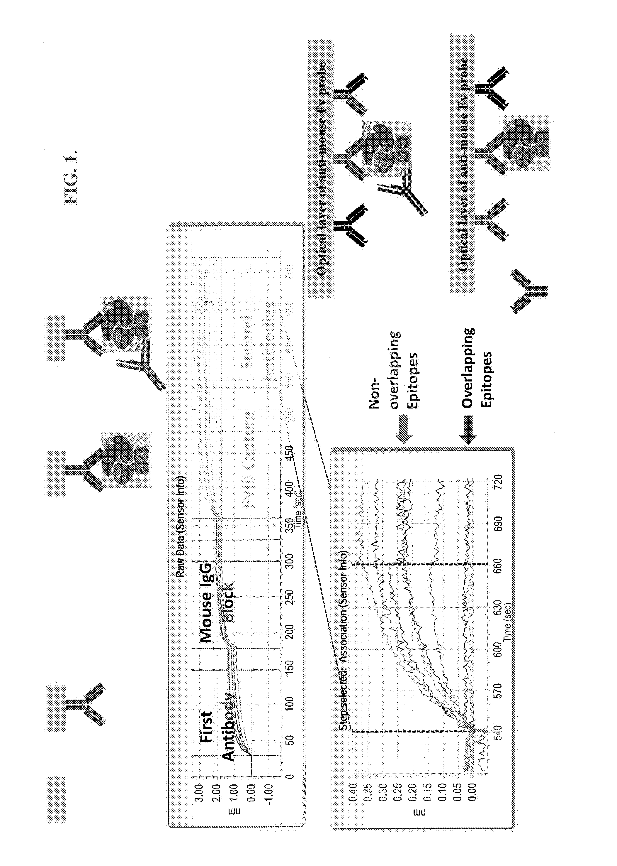 Anti-factor viii antibodies or uses thereof