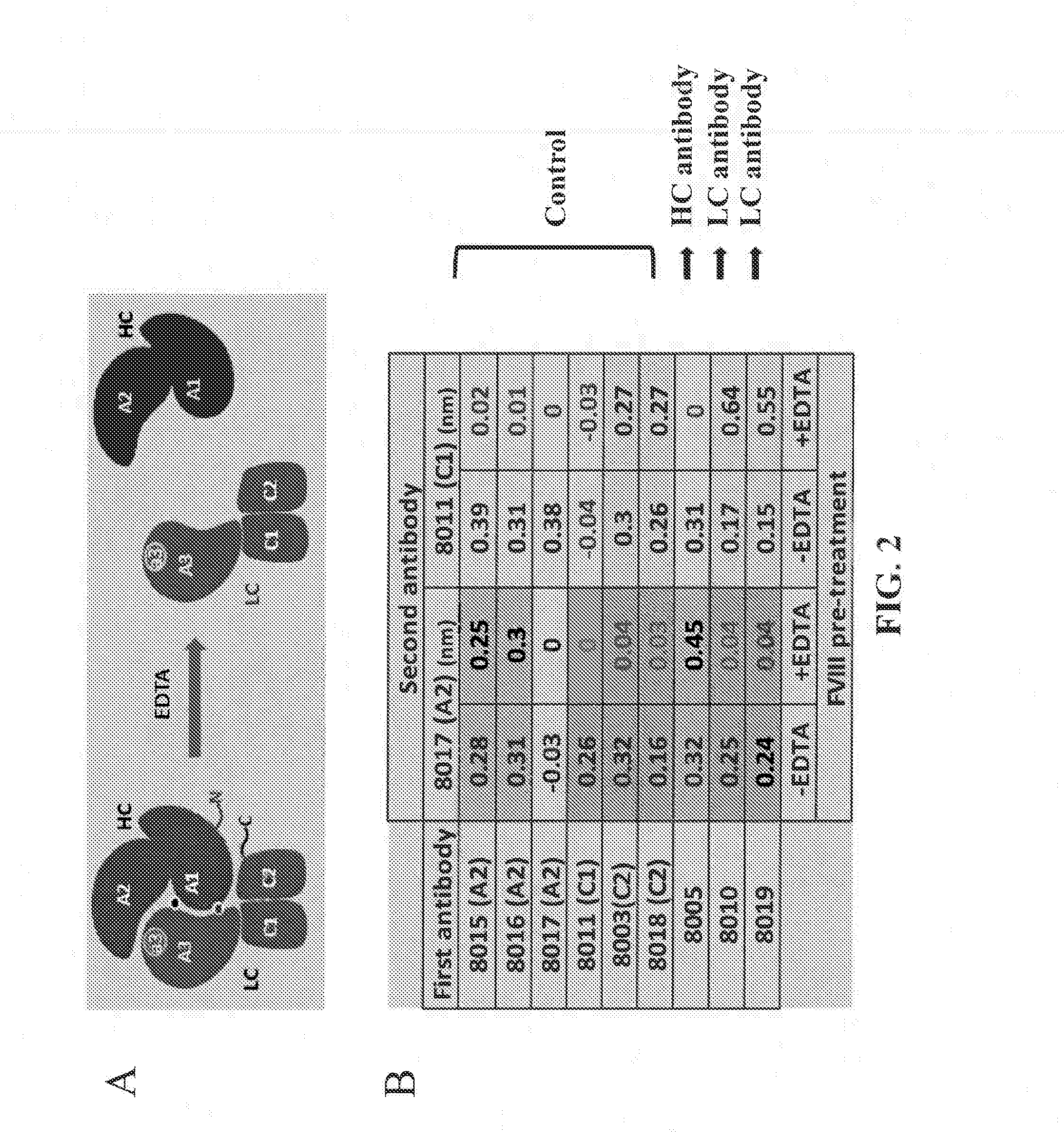 Anti-factor viii antibodies or uses thereof