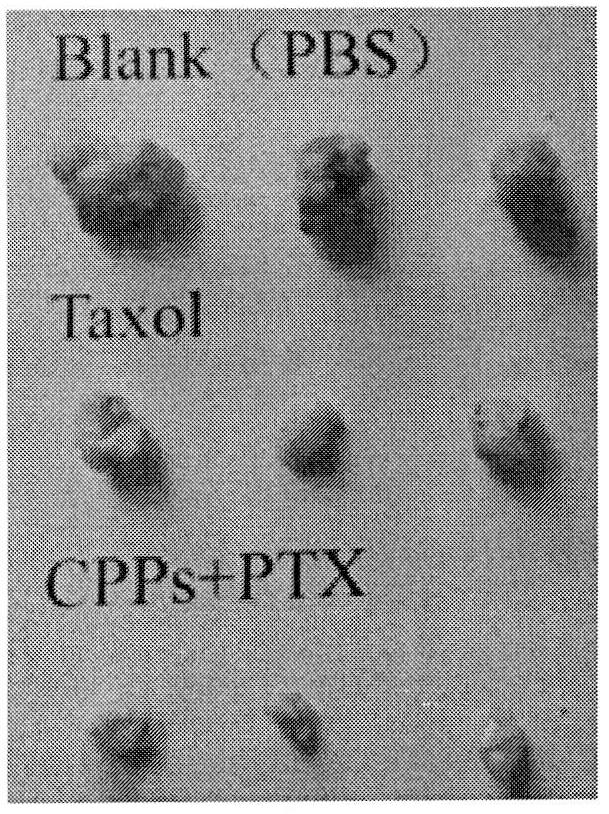 A Novel Penetrating Peptide Mediating Drug Delivery and Its Application