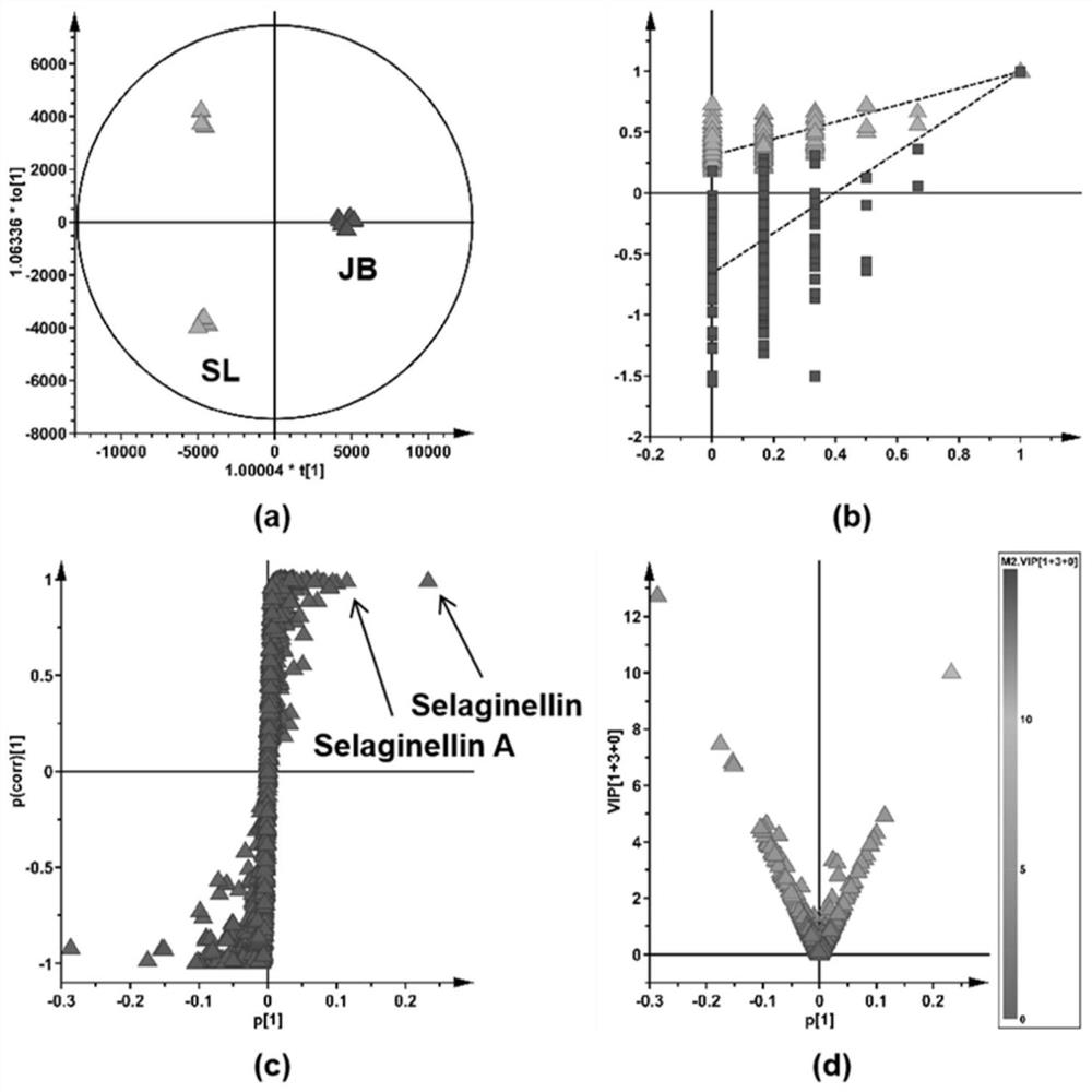 Method for distinguishing authenticity of selaginella tamariscina varieties in non-targeted metabonomics and application