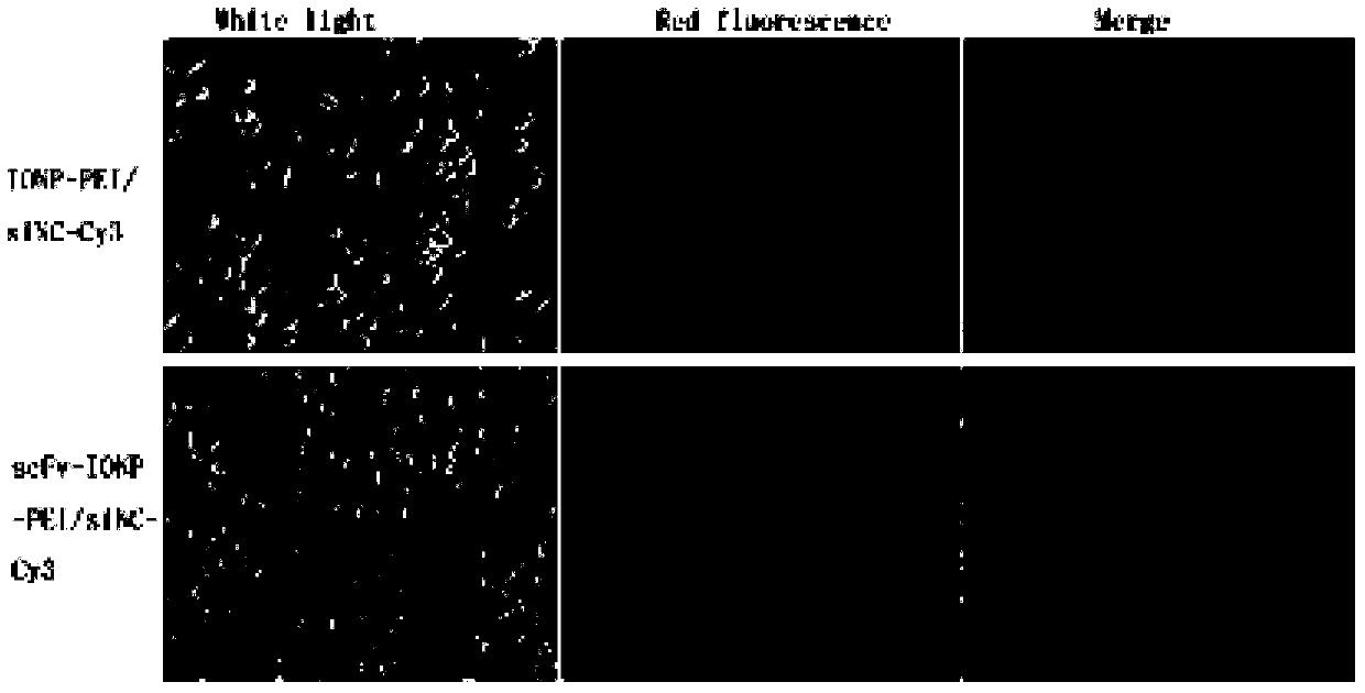 Drug-loaded nanoparticles for targeted immunotherapy of pancreatic cancer and its application