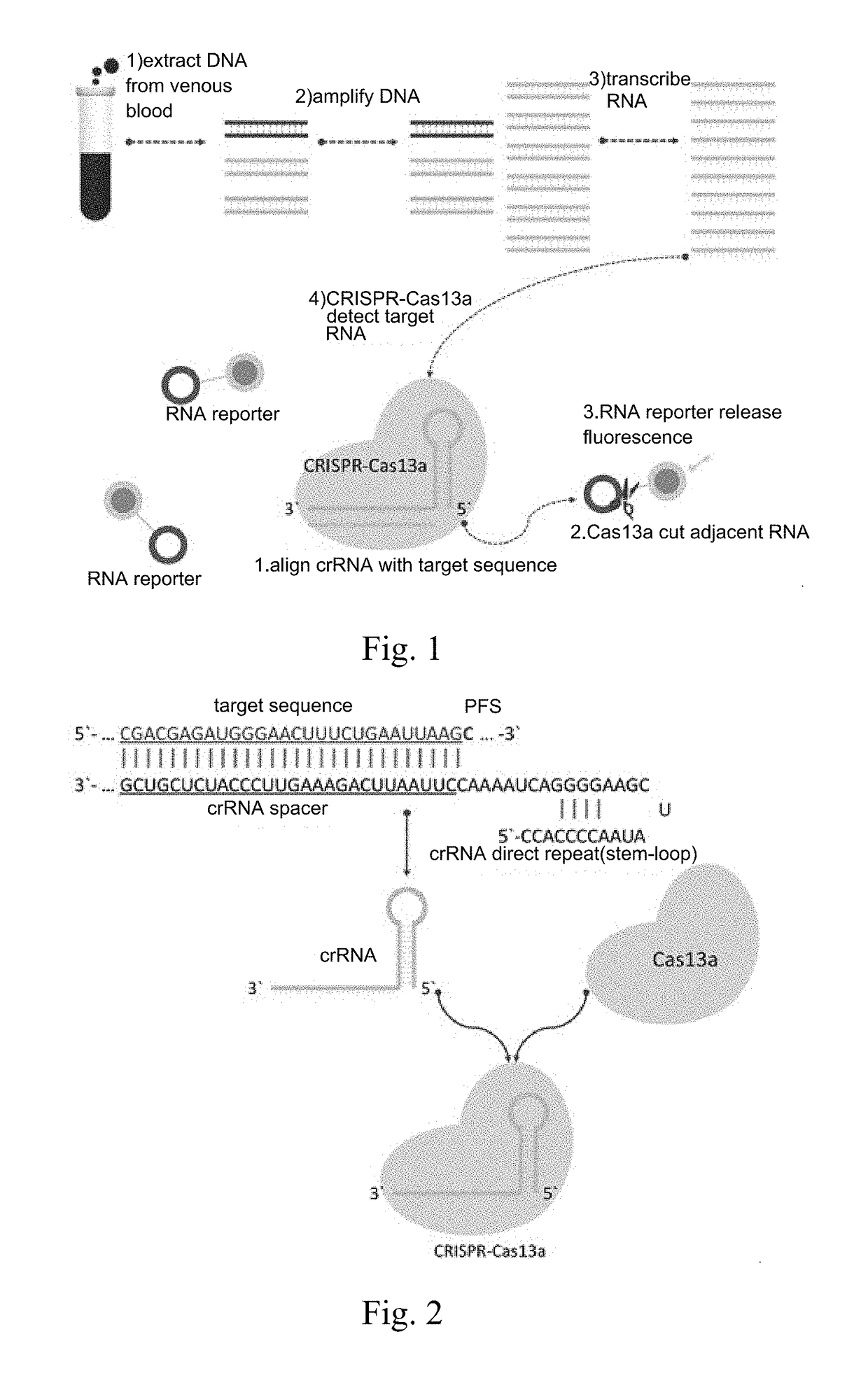 crRNA for detecting RSPO2 gene in body fluid with CRISPR-Cas13a specificity and applications thereof