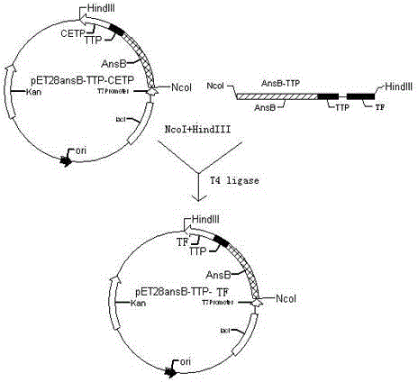 Tumor polypeptide vaccine based on tissue factor, preparation method and application thereof