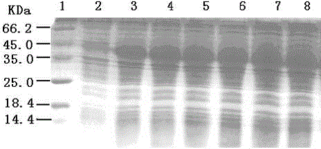 Tumor polypeptide vaccine based on tissue factor, preparation method and application thereof