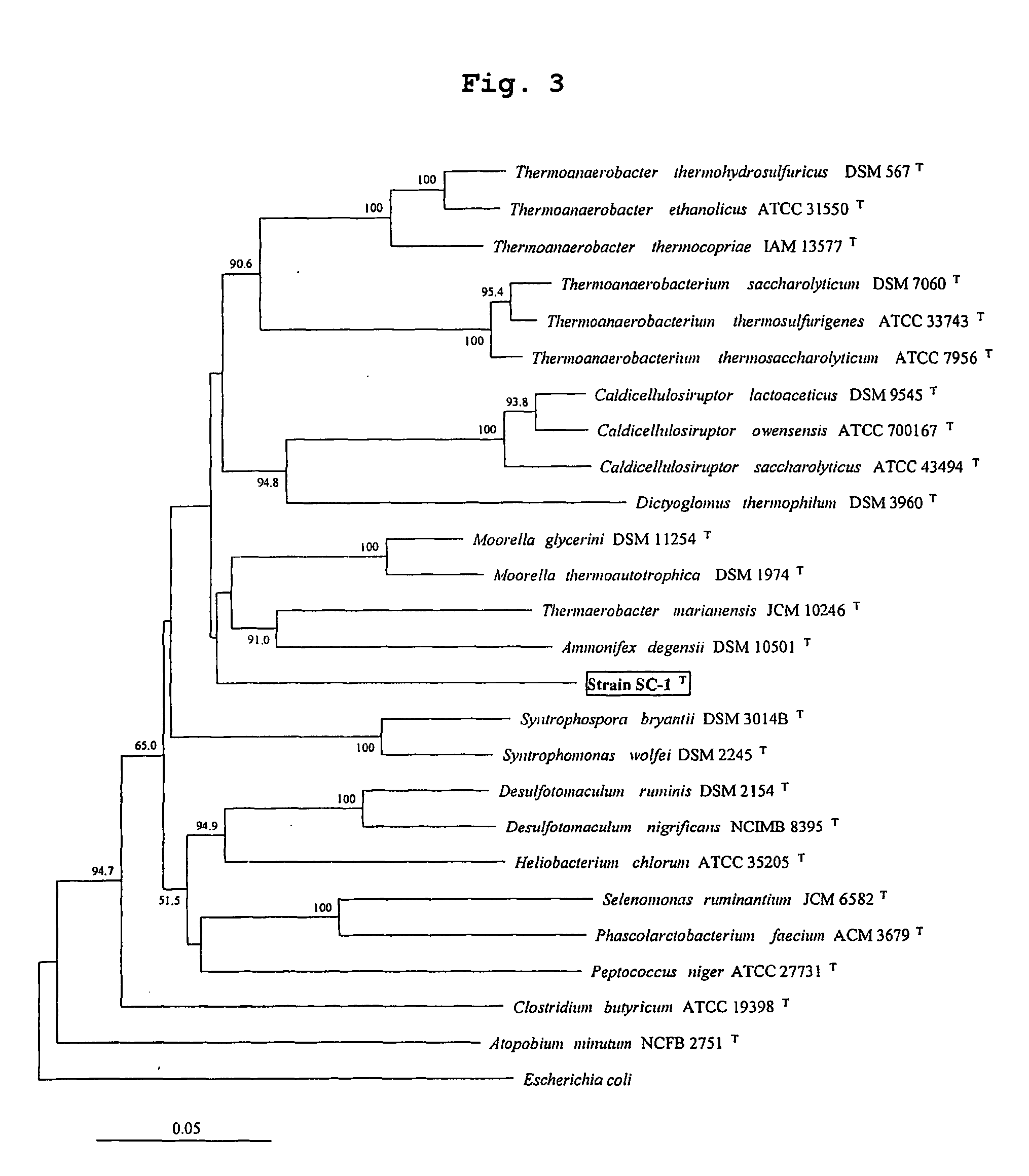 Obligately symbiotic thermophile Symbiobacterium toebii SC-1 producing thermostable L-tyrosine phenol-lyase and L-tryptophan indole-lyase