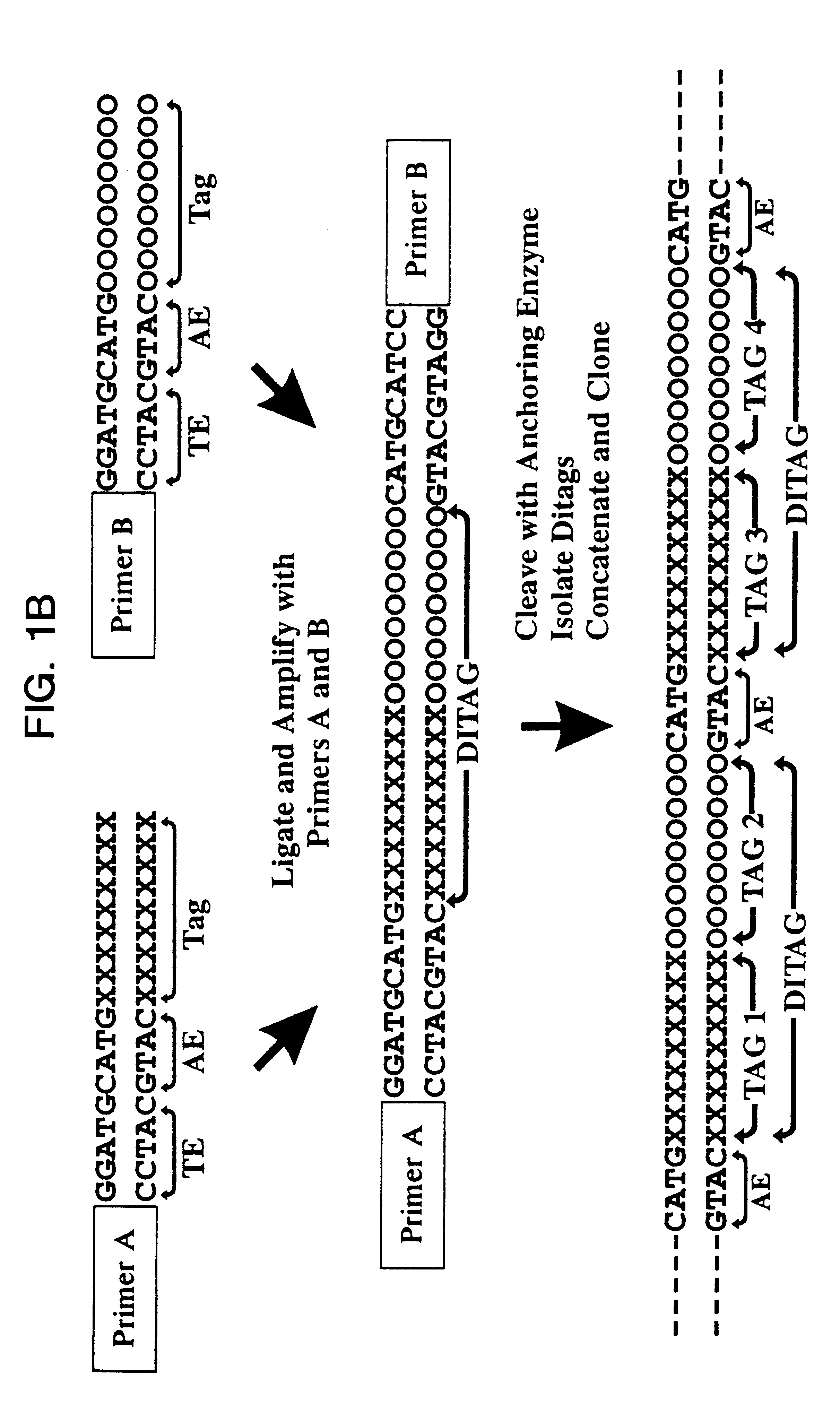 Method for serial analysis of gene expression