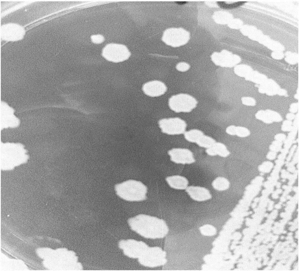 A functional vegetable seedling-raising biological matrix containing Bacillus subtilis g10 and its preparation method