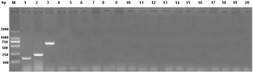 Triplex PCR detection kit for Escherichia coli serotypes O26, O45 and O121 and primer set thereof