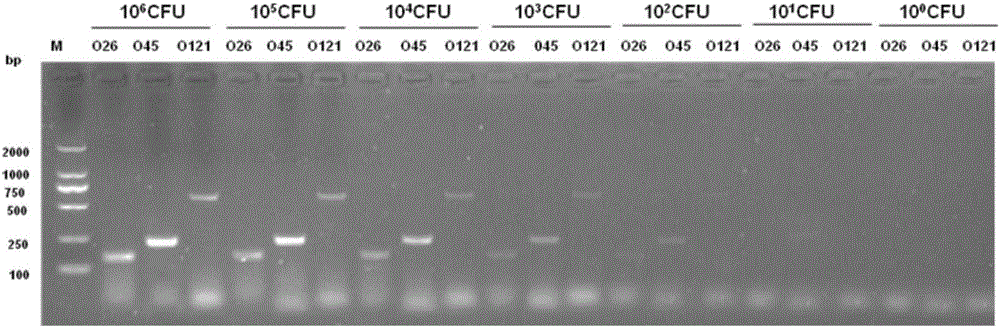 Triplex PCR detection kit for Escherichia coli serotypes O26, O45 and O121 and primer set thereof