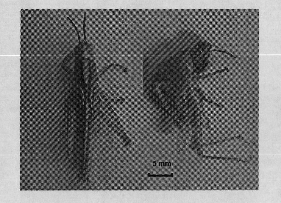 Chitinase genes of insects and application of dsRNA thereof