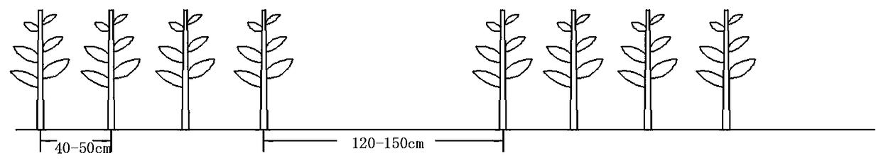 Mechanical cultivation method for interplanting corn with oyster mushrooms in belt-shaped field