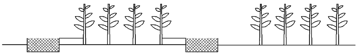 Mechanical cultivation method for interplanting corn with oyster mushrooms in belt-shaped field