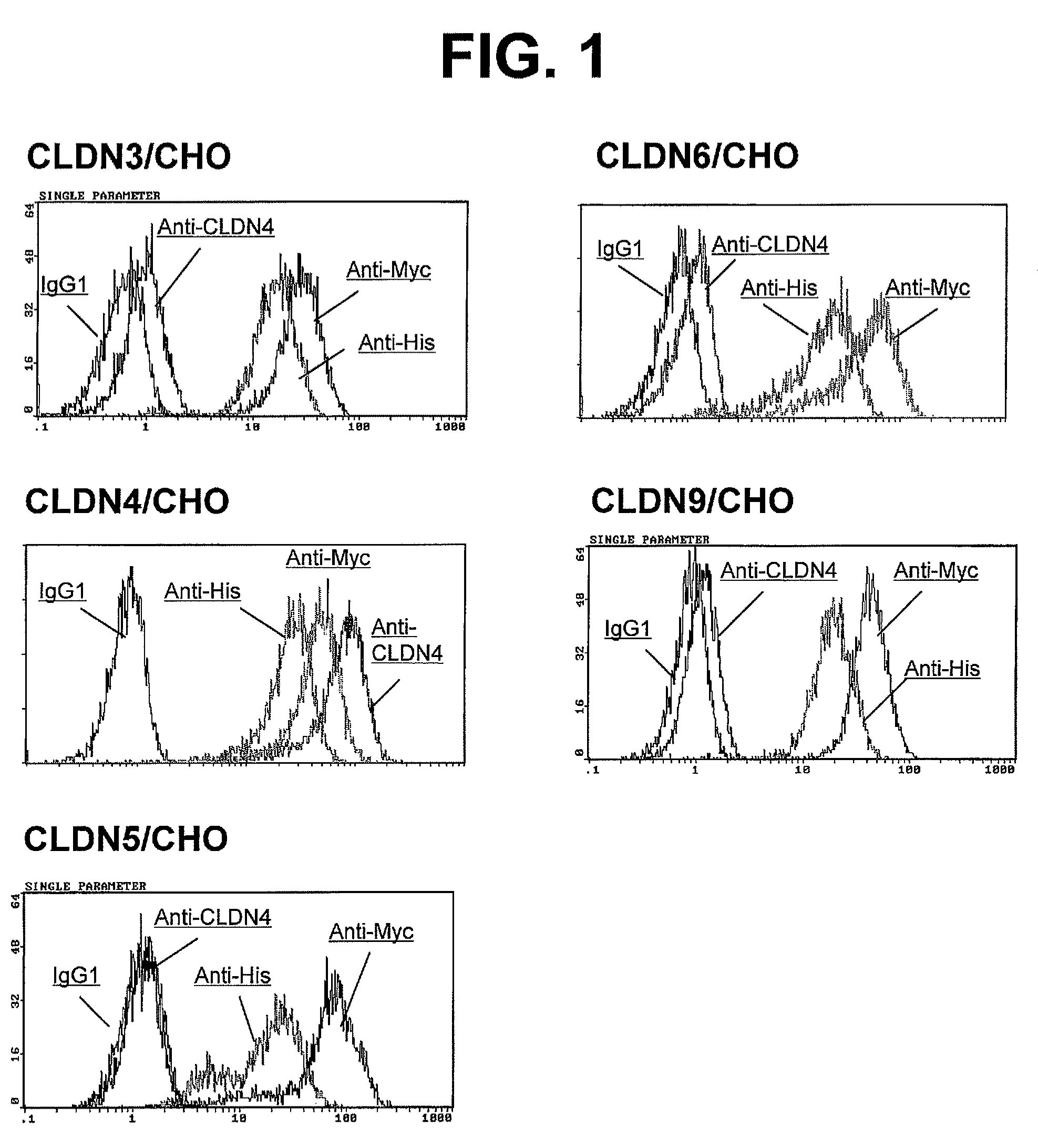 Anti-claudin-4 antibody